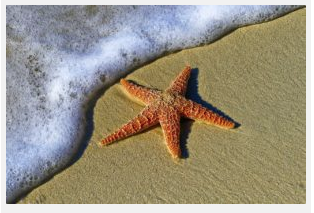 estrela-do-mar.png